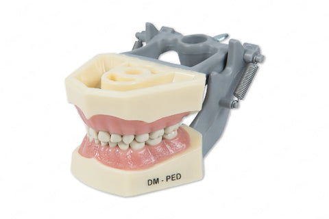 Typodont Model 760P (pediatric) and Teeth