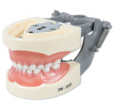 Typodont Model 200P (pediatric) and Teeth