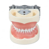 Typodont Model 200P (pediatric) and Teeth