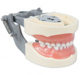 Typodont Model 200P (pediatric) and Teeth