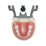 Typodont Model 200P (pediatric) and Teeth