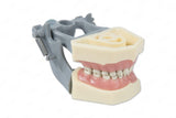 Typodont Model 760P (pediatric) and Teeth