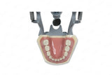 Typodont Model 760P (pediatric) and Teeth