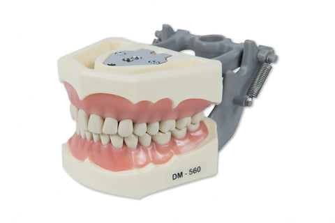 Typodont  Model 560 and Teeth