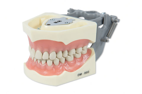 Typodont  Model 860 and Teeth