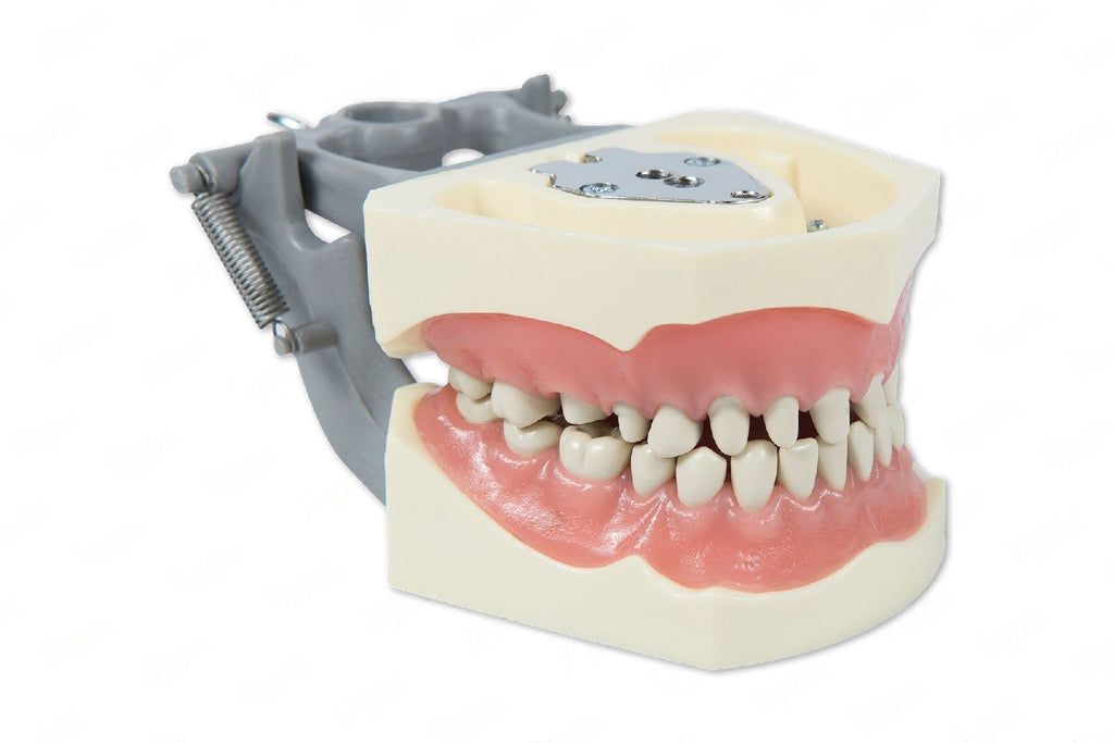 Typodont Model 860 with Pre Prepped Teeth