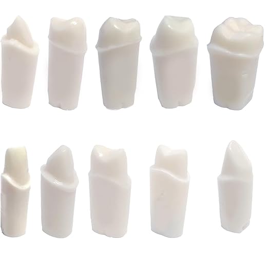 Typodont Model 200 Crown Prep Replacement Teeth 5 - Pack