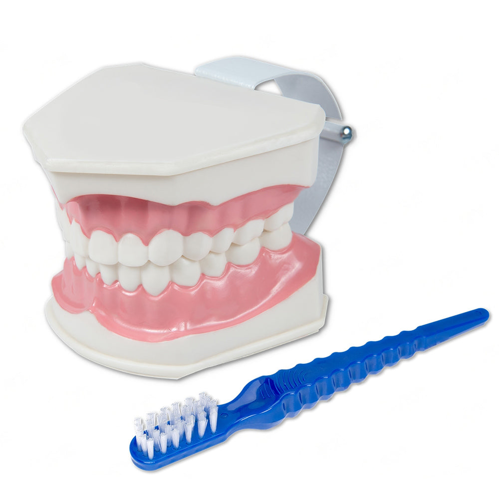 Dental Care Hygiene Teaching Study Demo for Tooth Brushing Model - Oversized