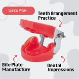 Typodont Edentulous Model for Bite Plate & Impression Practice - Hard Gum