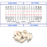 Typodont  Model 560 and Teeth