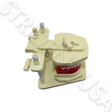 Orthodontic Typodont for Study Adjustable