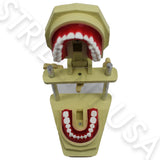 Orthodontic Typodont for Study Adjustable