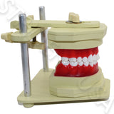 Orthodontic Typodont for Study Adjustable