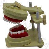 Orthodontic Typodont for Study Adjustable