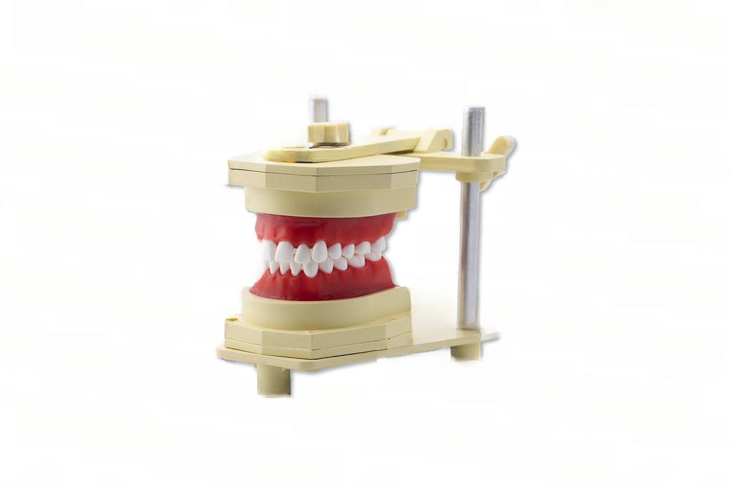 Orthodontic Typodont for Study Adjustable